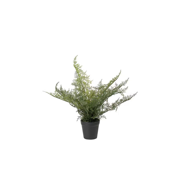 plumosus Växt i kruka H30cm- produktbild
