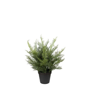 plumosus Växt i kruka H40cm- produktbild